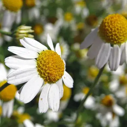 #2. Матрица ромашки