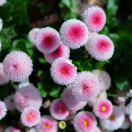 #6. Маргаритка